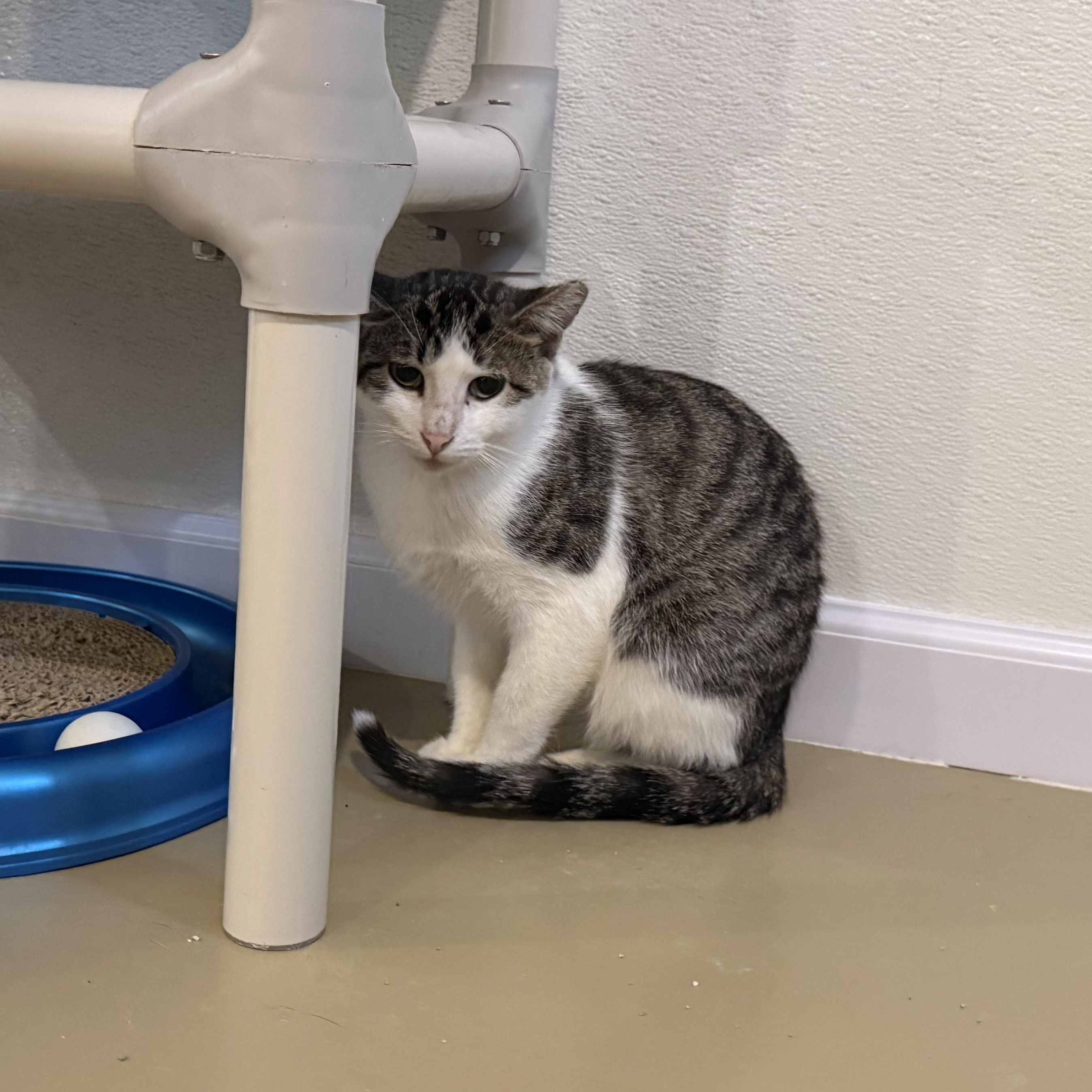 SWEET PEA, a ADOPTABLE Domestic Short Hair in La Crescent, MN image 4/5
