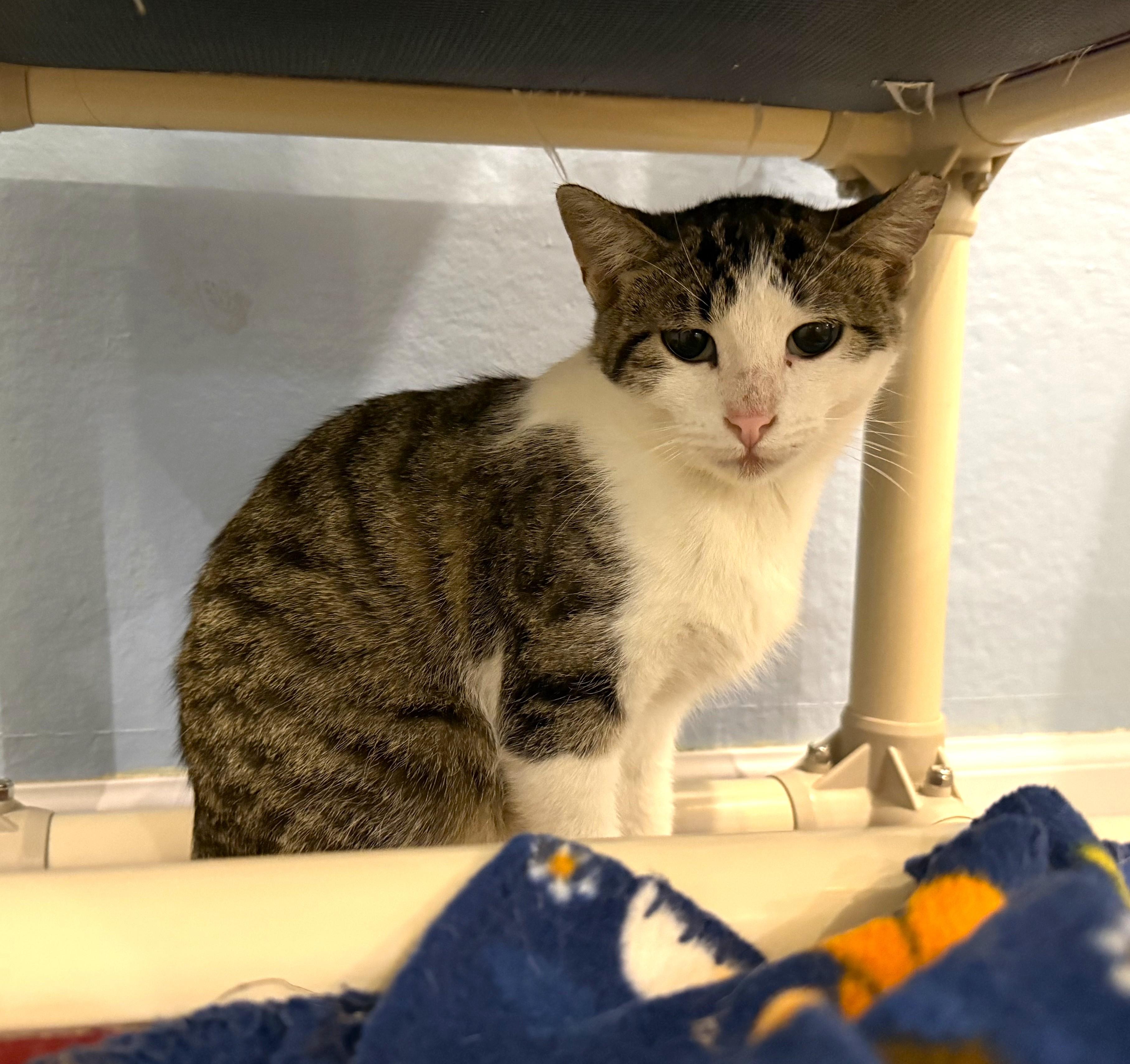 SWEET PEA, a ADOPTABLE Domestic Short Hair in La Crescent, MN image 3/5