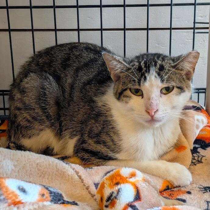 SWEET PEA, ADOPTABLE, Adult Female Domestic Short Hair.