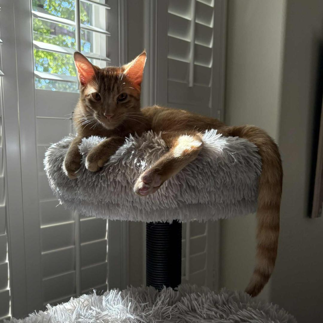 Enlarge Justice, a Adoptable mixed breed in Morgan Hill, CA image 1/6