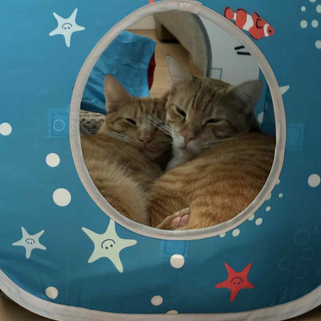 Enlarge Justice, a Adoptable mixed breed in Morgan Hill, CA image 3/6