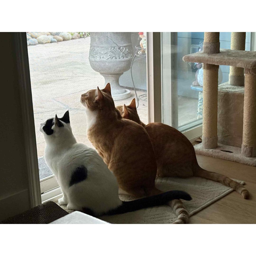 Enlarge Justice, a Adoptable mixed breed in Morgan Hill, CA image 4/6