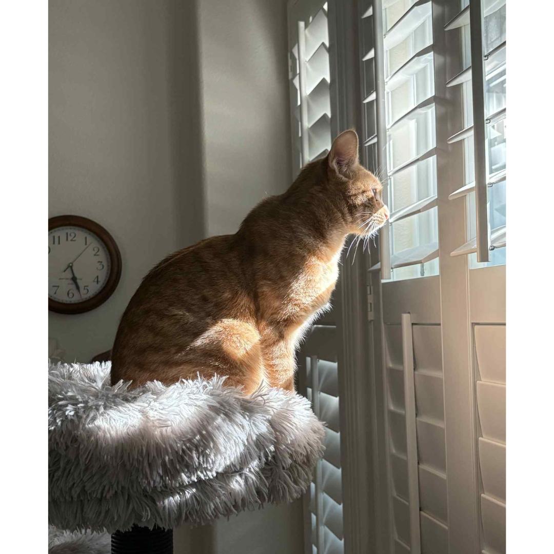 Enlarge Justice, a Adoptable mixed breed in Morgan Hill, CA image 5/6