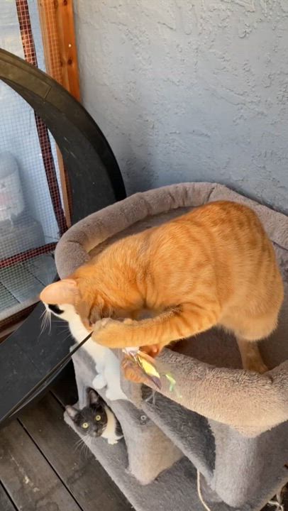 Enlarge Justice, a Adoptable mixed breed in Morgan Hill, CA video 6/6