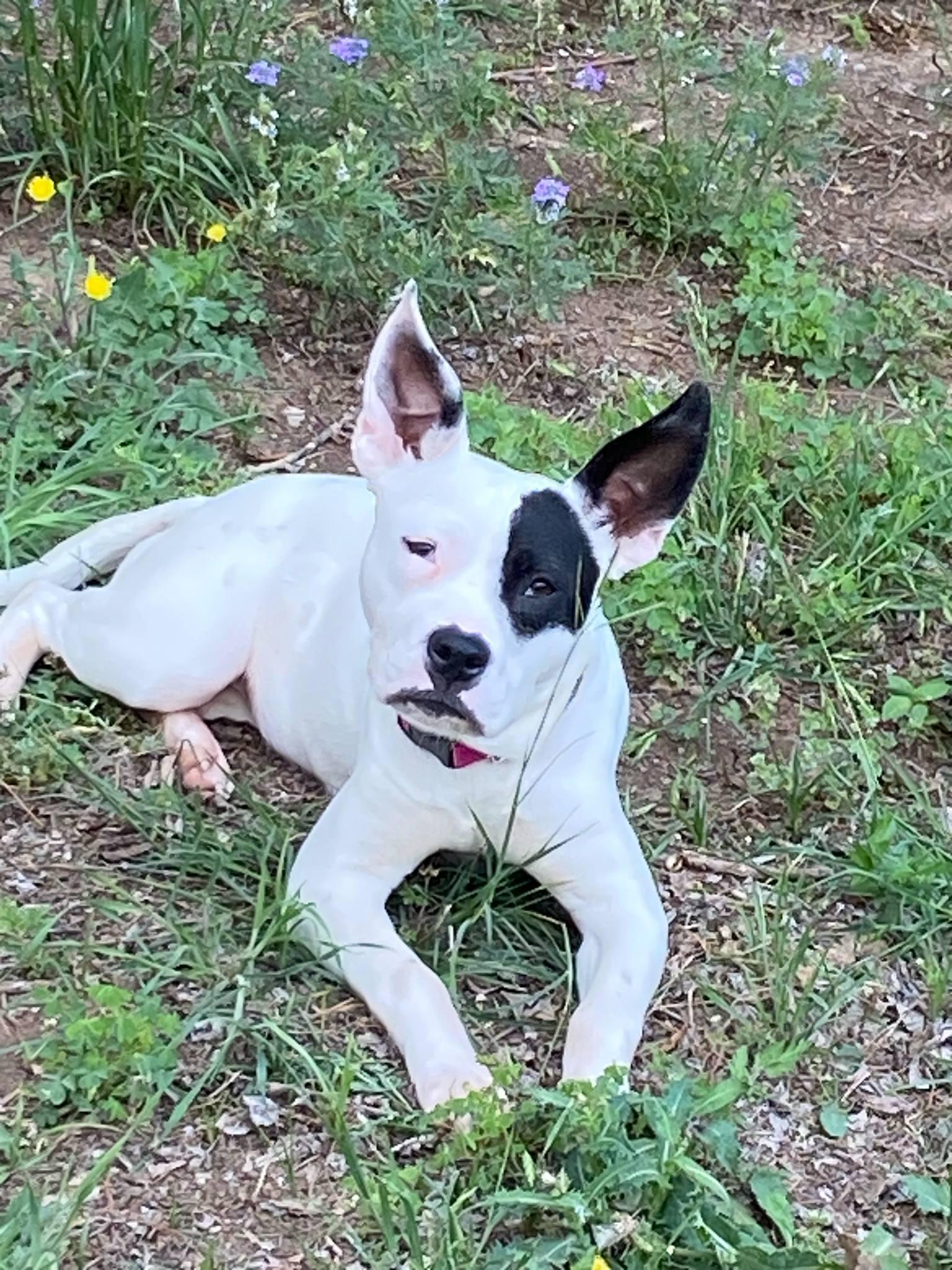 Layla, Adult Female Terrier