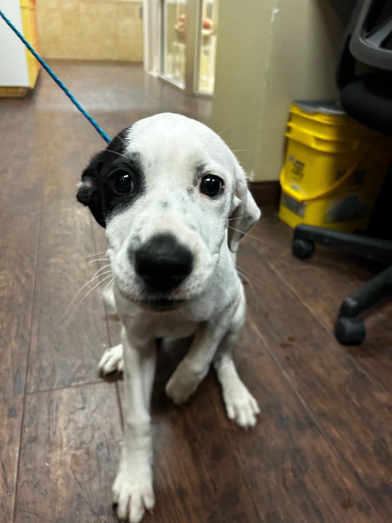 Enlarge Dog Kennel #34 Rocco, a Adoptable mixed breed in Greenville, TX image 2/2