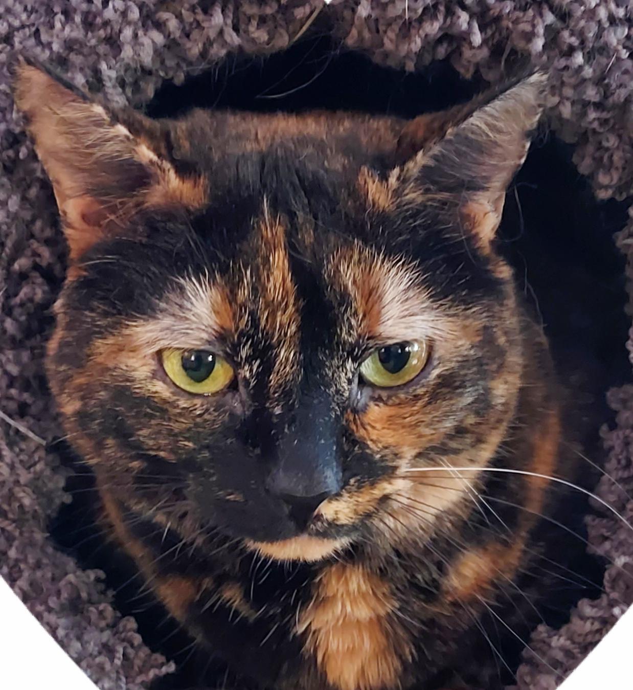 Ava 2 yrs, Adoptable, Young Female Tortoiseshell.