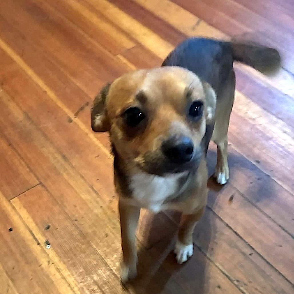 Enlarge Choco, a Adoptable mixed breed in Worcester, MA image 5/5