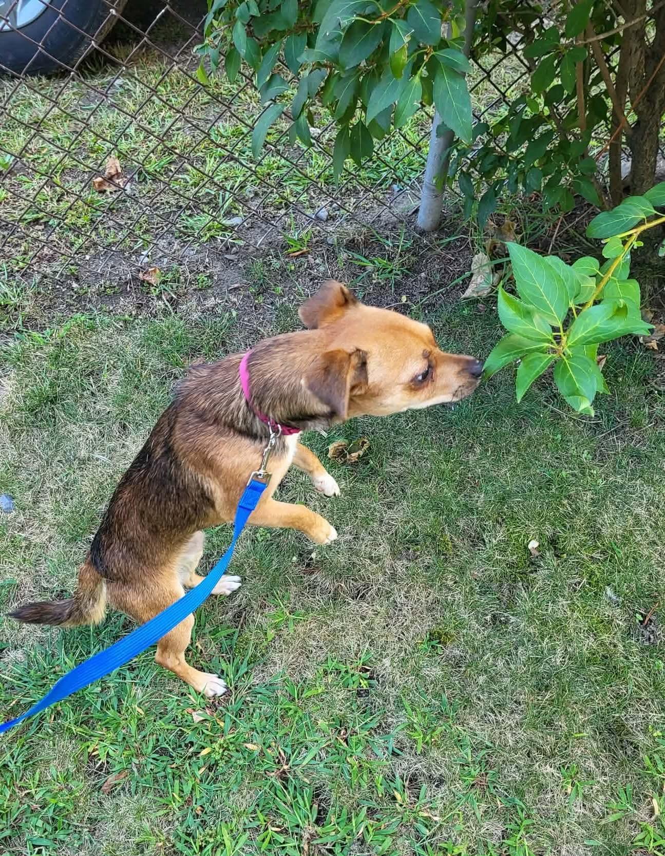 Enlarge Choco, a Adoptable mixed breed in Worcester, MA image 3/5