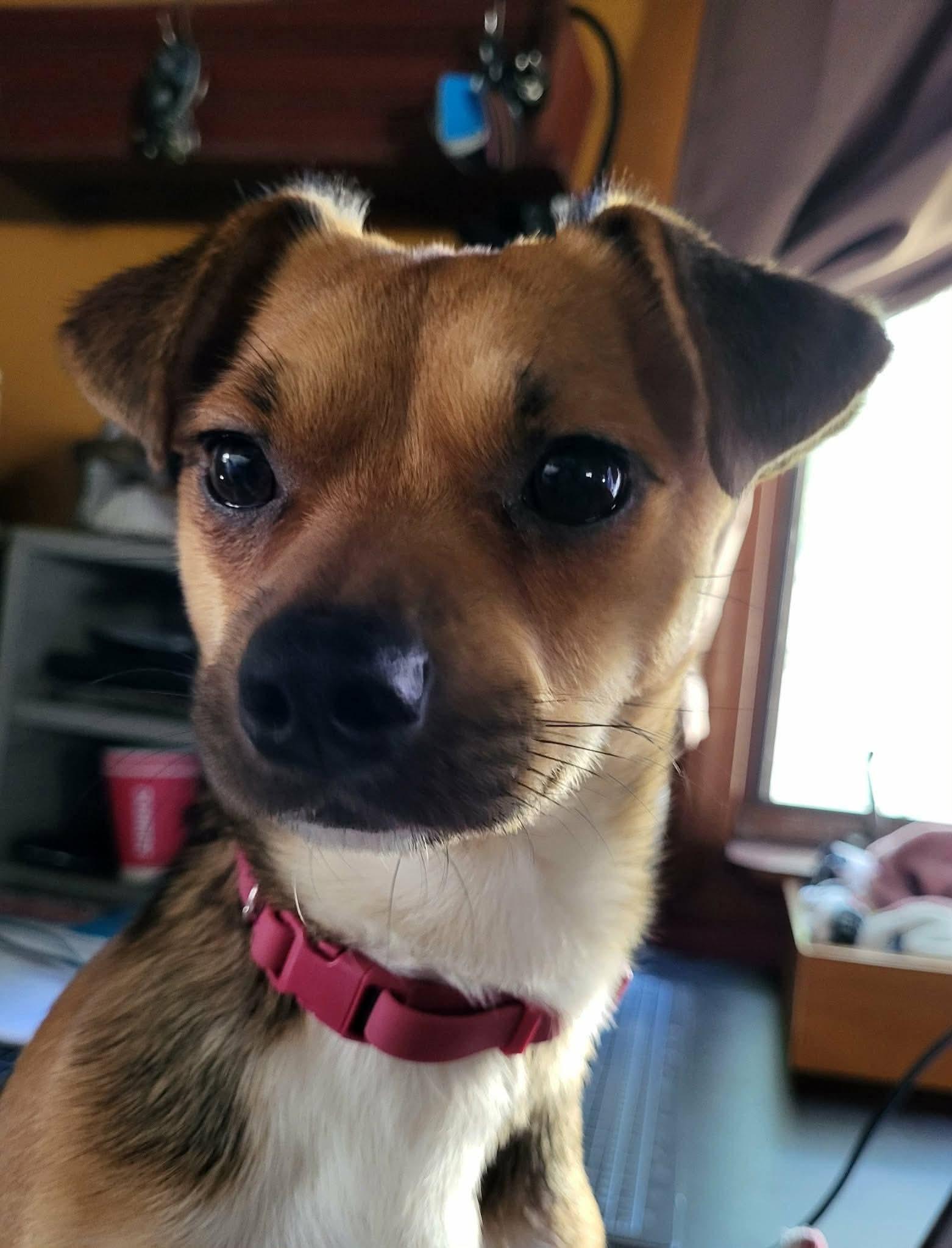 Enlarge Choco, a Adoptable mixed breed in Worcester, MA image 2/5