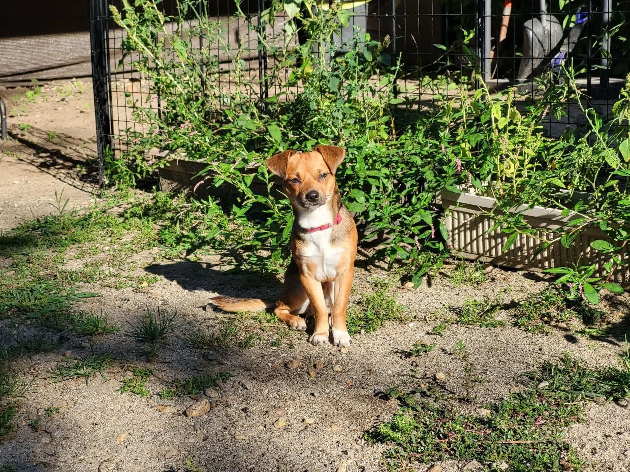 Enlarge Choco, a Adoptable mixed breed in Worcester, MA image 1/5