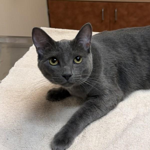 Lucky, Adoptable, Young Male Domestic Short Hair.