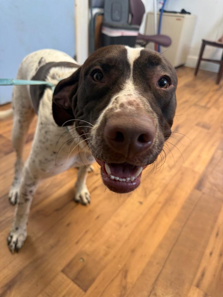Coco, Adoptable, Puppy Male German Shorthaired Pointer & Mixed Breed.