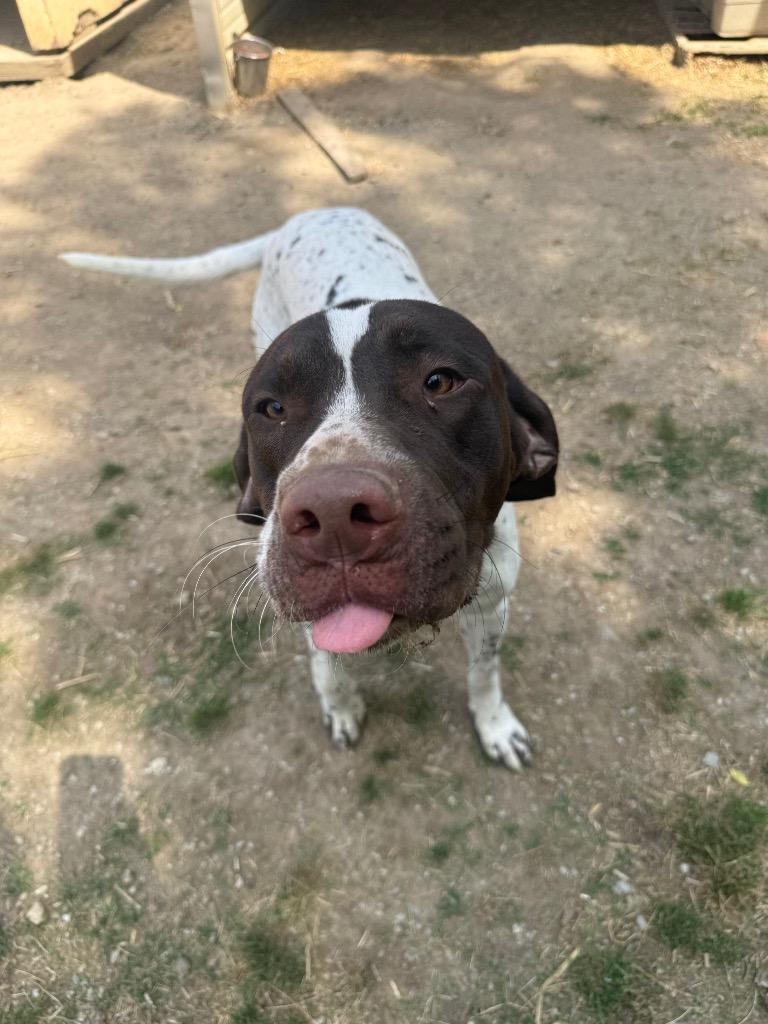 Enlarge Coco, a Adoptable mixed breed in Fayetteville, TN image 2/3