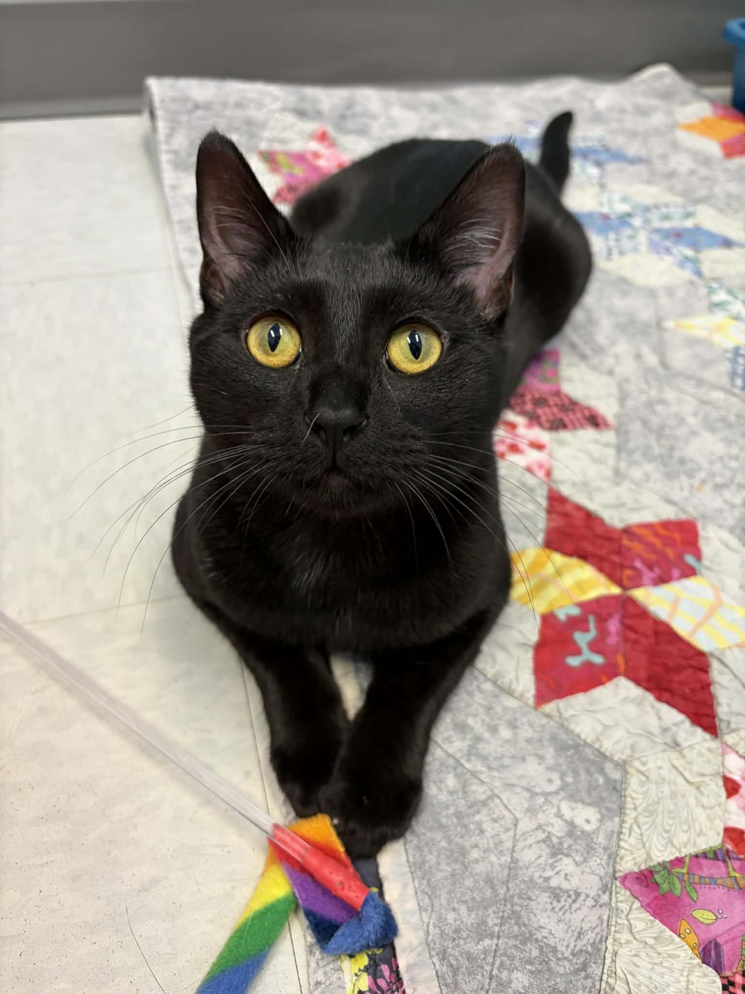 Enlarge Rory, a ADOPTABLE mixed breed in Whistler, BC image 1/5