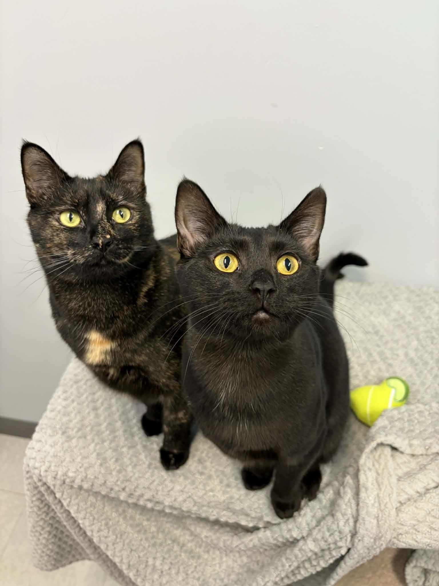 Enlarge Rory, a ADOPTABLE mixed breed in Whistler, BC image 3/5