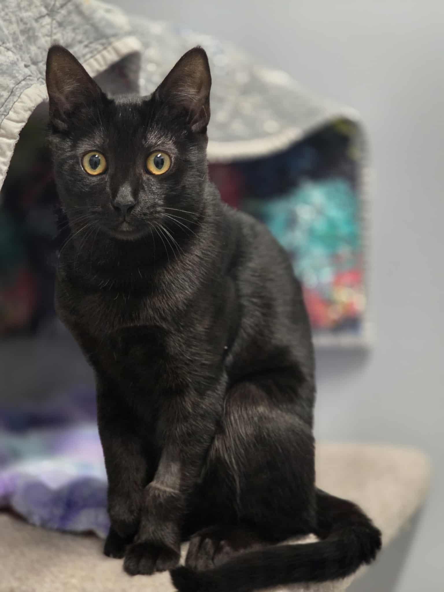 Enlarge Rory, a ADOPTABLE mixed breed in Whistler, BC image 5/5