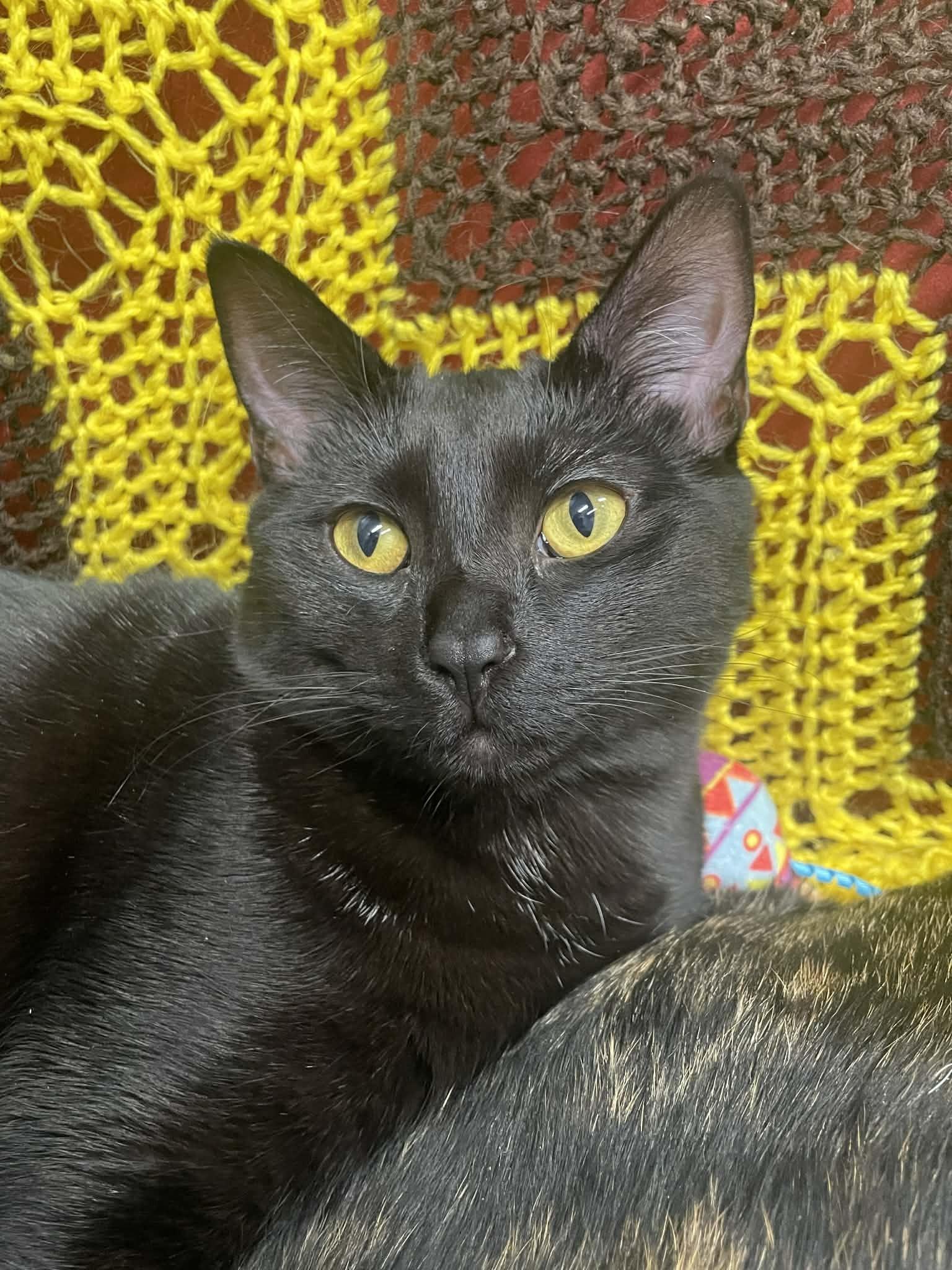 Enlarge Rory, a ADOPTABLE mixed breed in Whistler, BC image 4/5