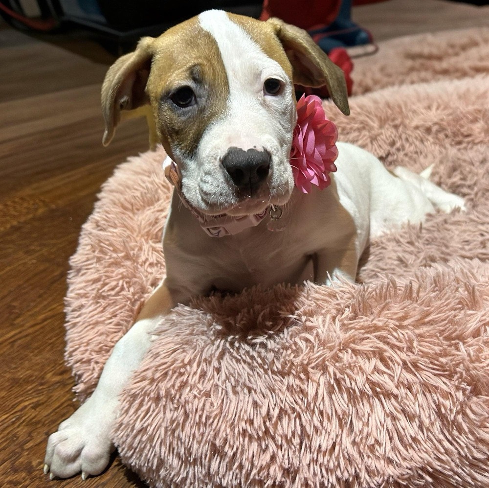 Dog for adoption Hope, a Boxer & American Staffordshire Terrier Mix