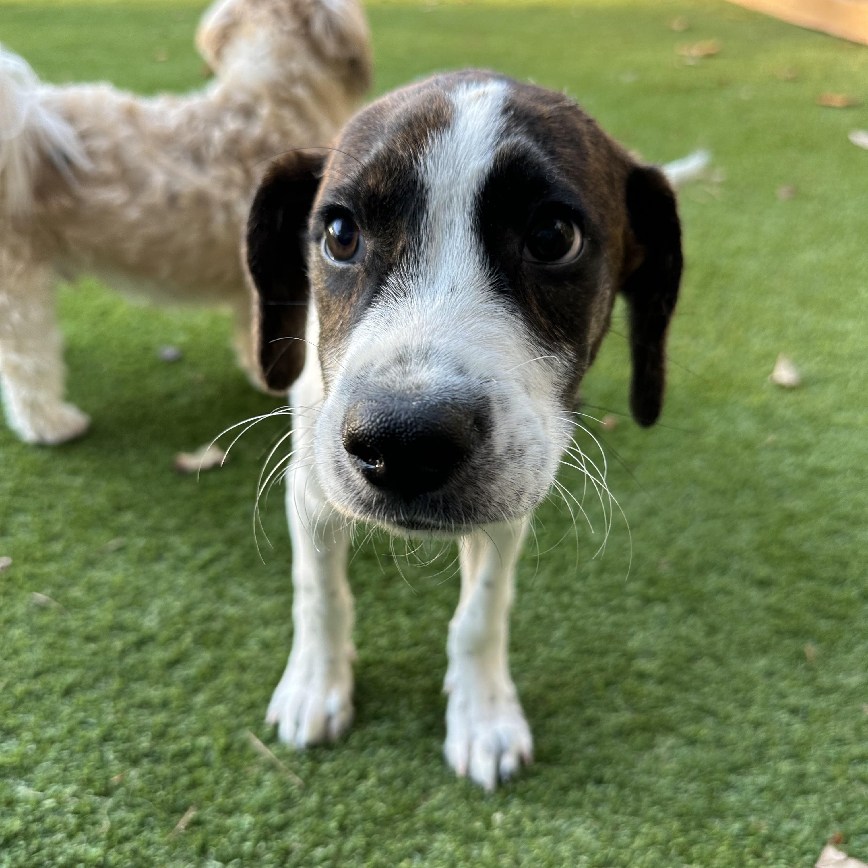 Billy, Adoptable, Puppy Male Hound & Pointer.