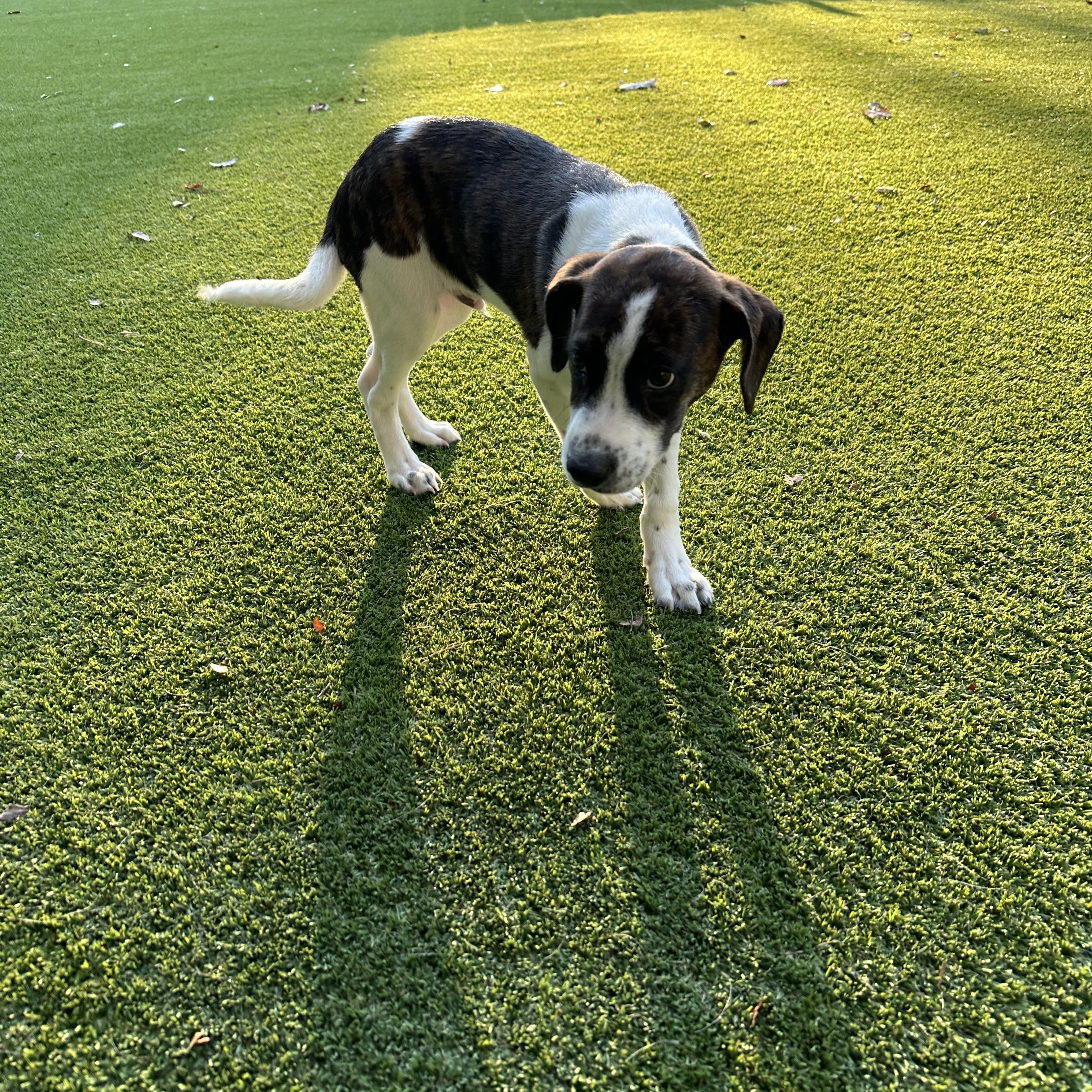Enlarge Billy, a Adoptable mixed breed in Gainesville, GA image 2/5