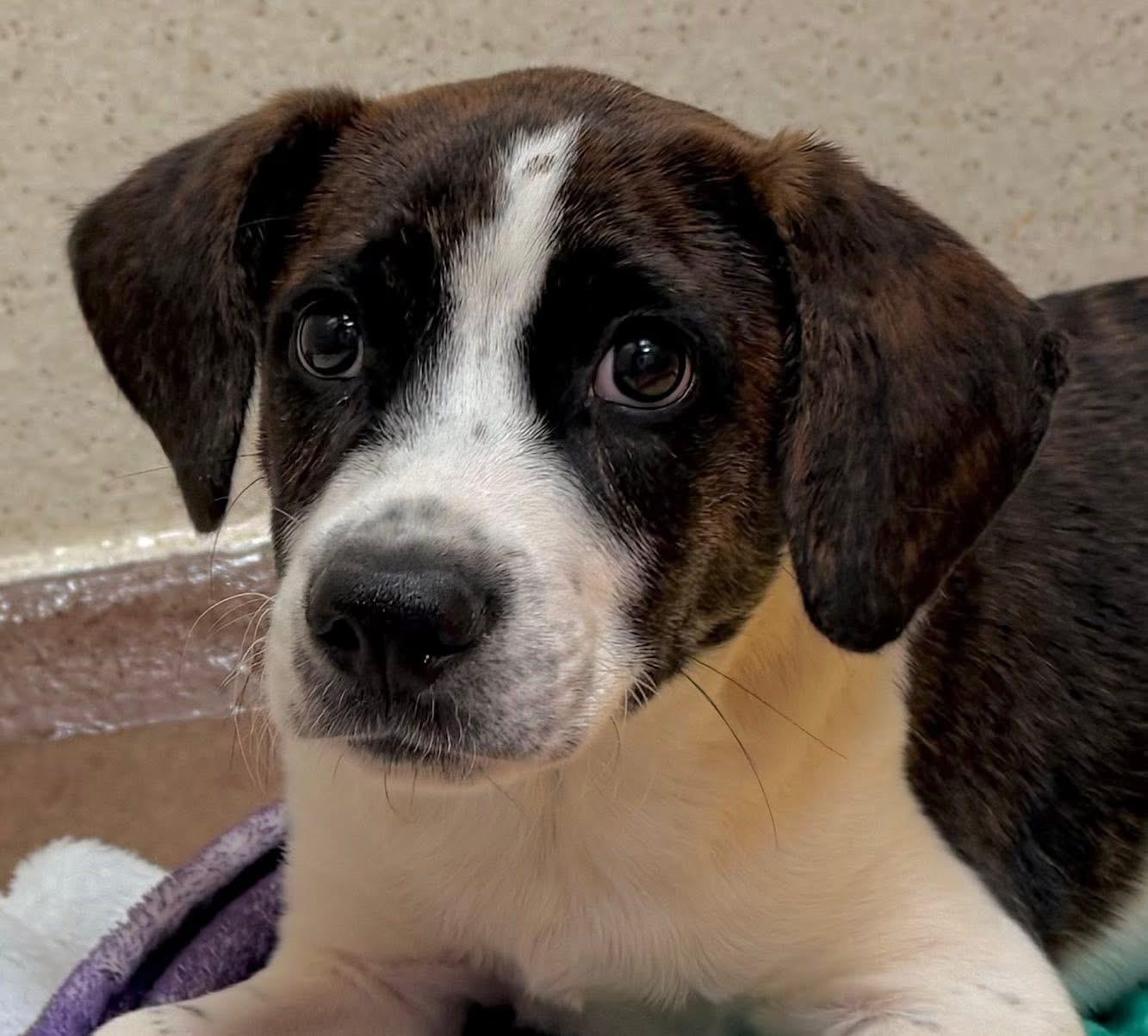 Enlarge Billy, a Adoptable mixed breed in Gainesville, GA image 4/5