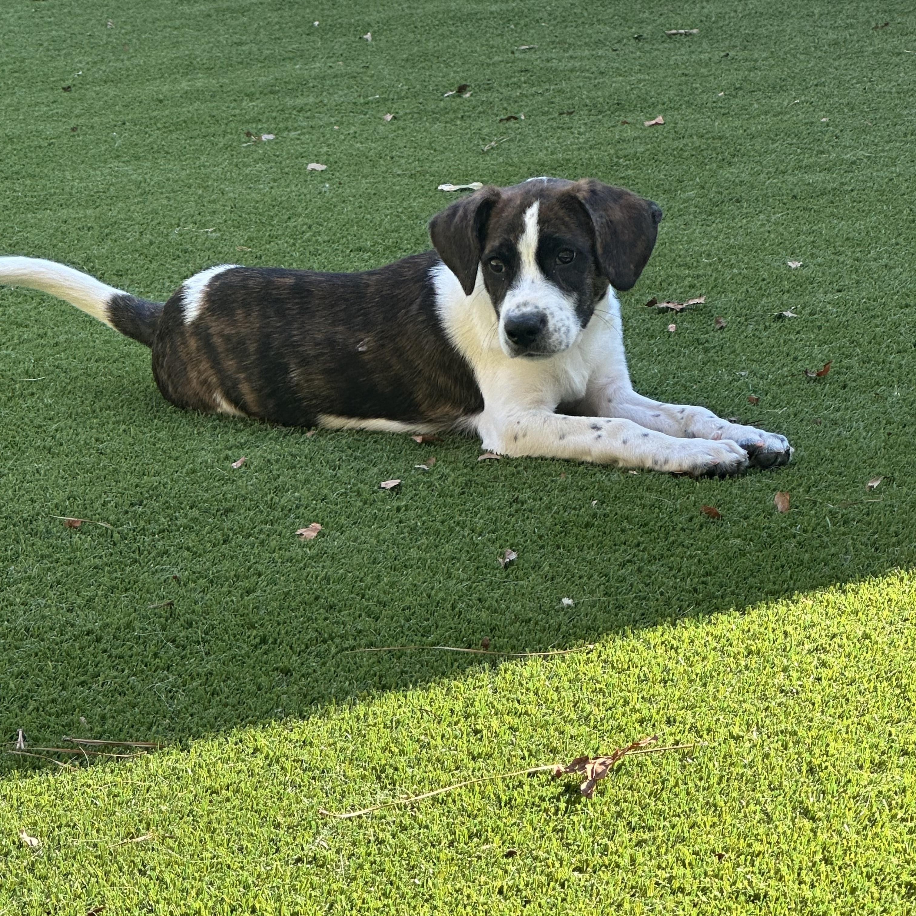 Enlarge Billy, a Adoptable mixed breed in Gainesville, GA image 5/5