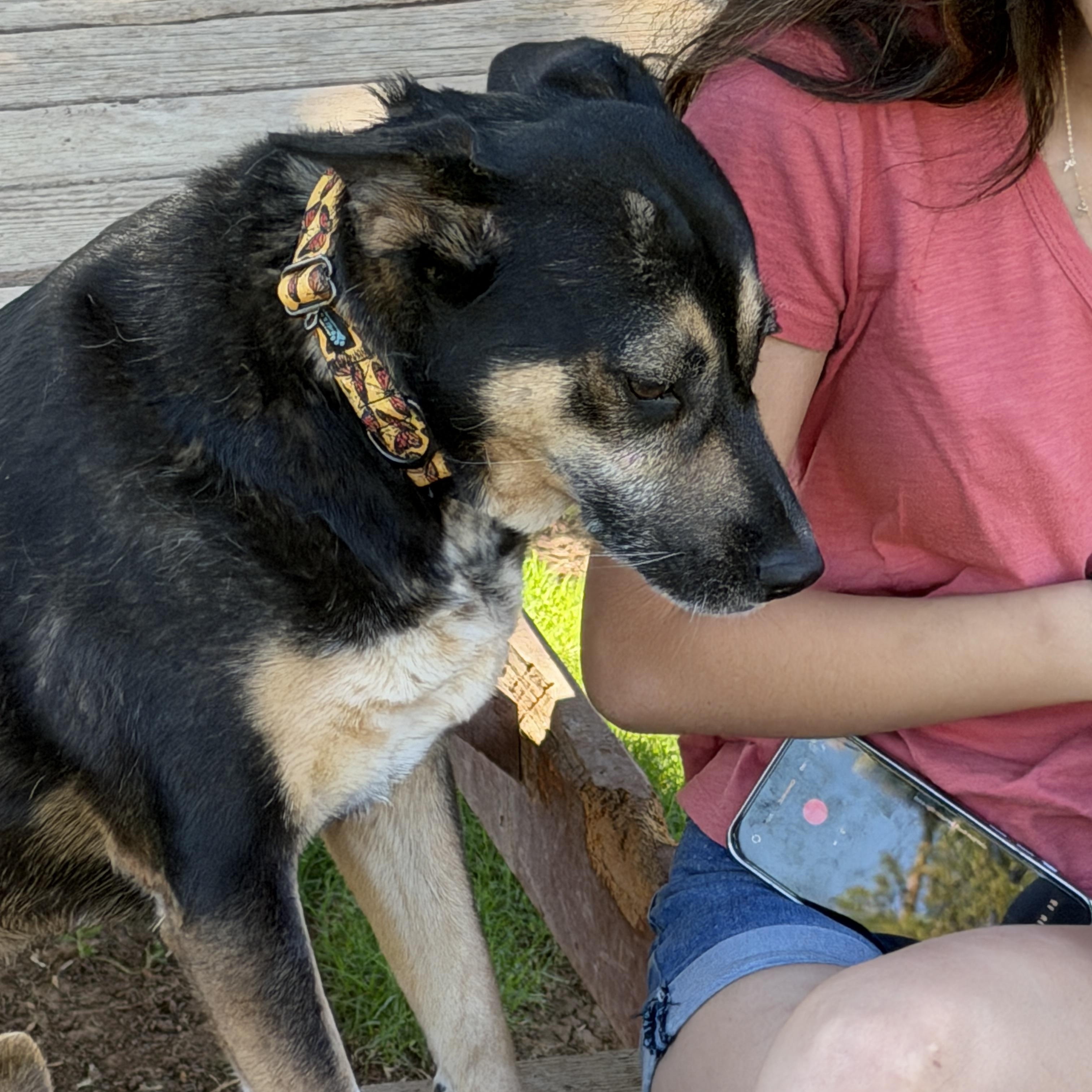 Hana, a ADOPTABLE mixed breed in Gilbert, AZ image 5/6
