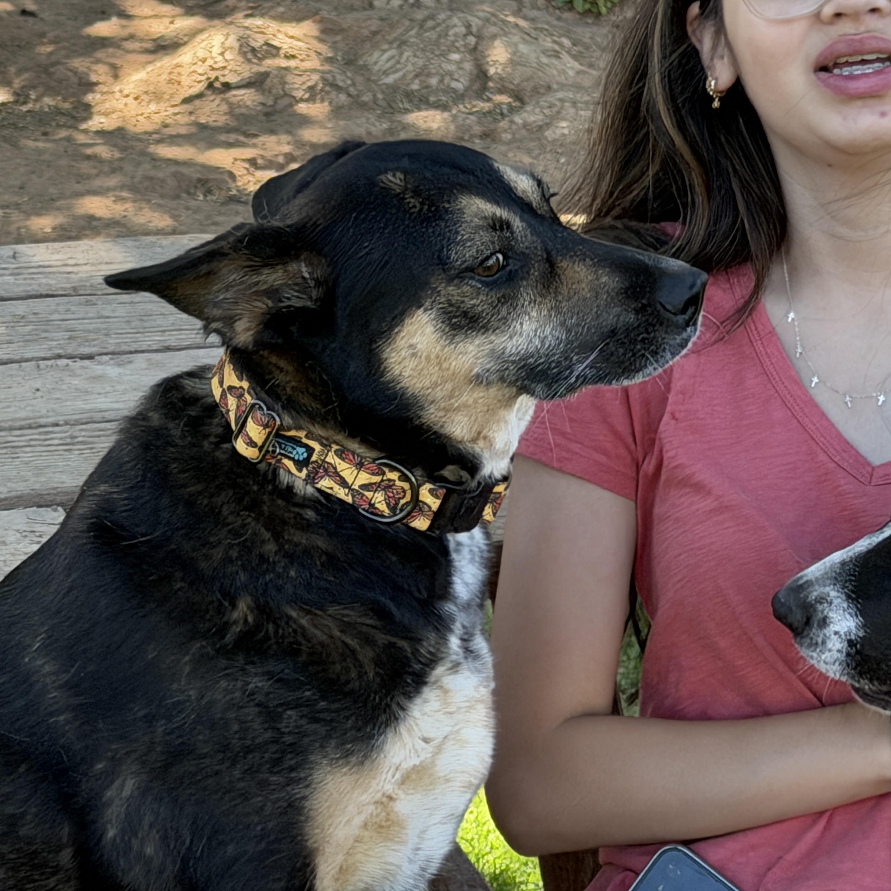 Hana, a ADOPTABLE mixed breed in Gilbert, AZ image 4/6