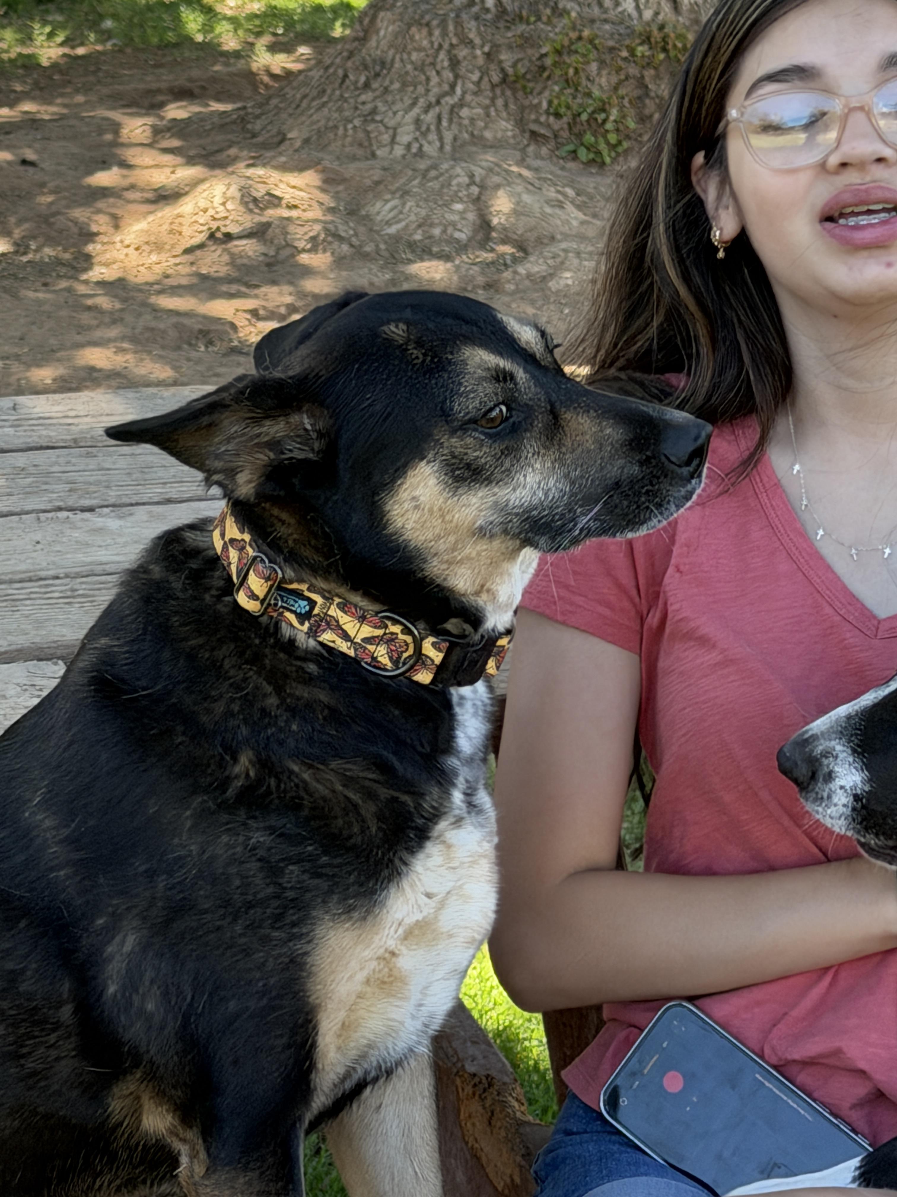 Hana, a ADOPTABLE mixed breed in Gilbert, AZ image 4/6
