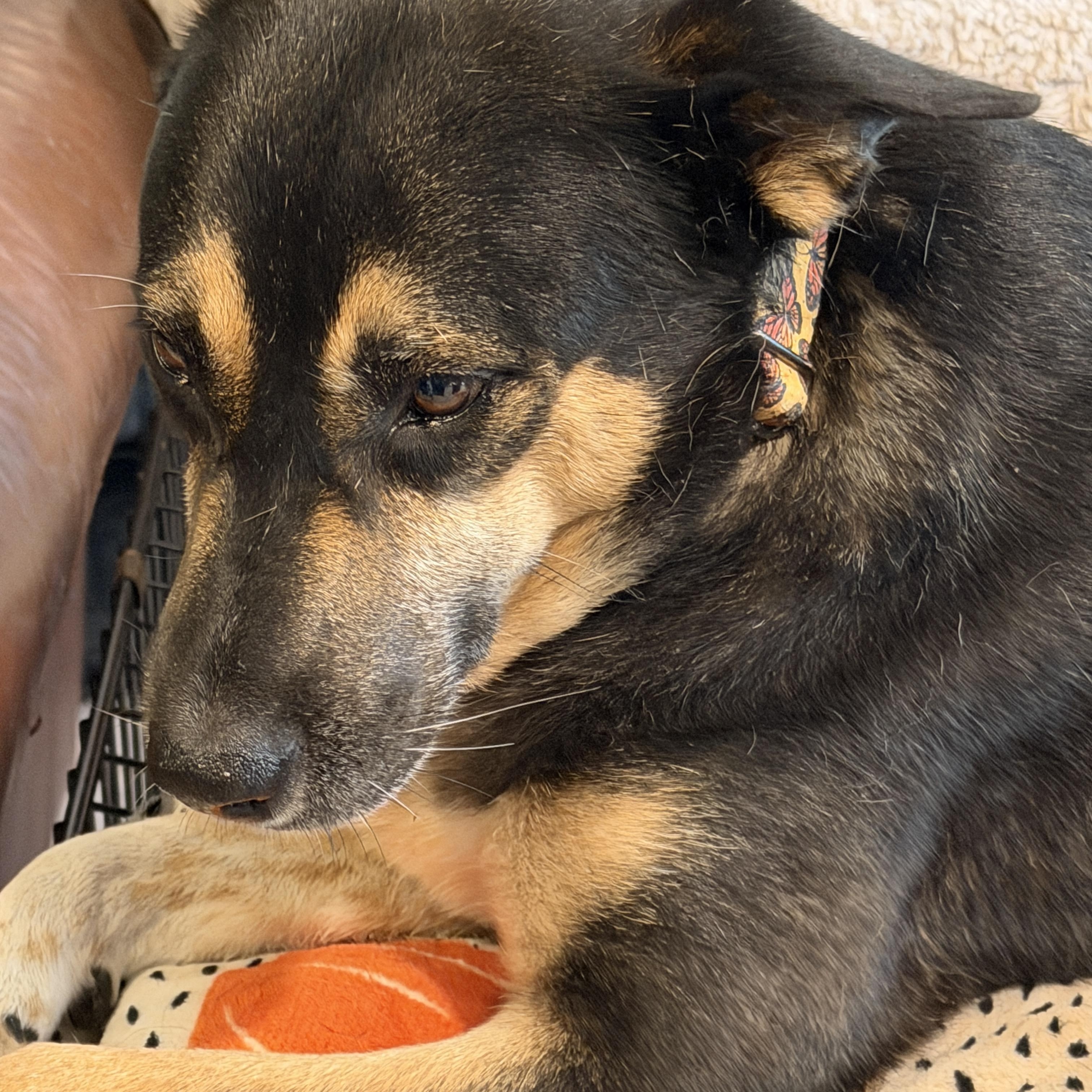 Enlarge Hana, a Adoptable mixed breed in Gilbert, AZ image 5/6