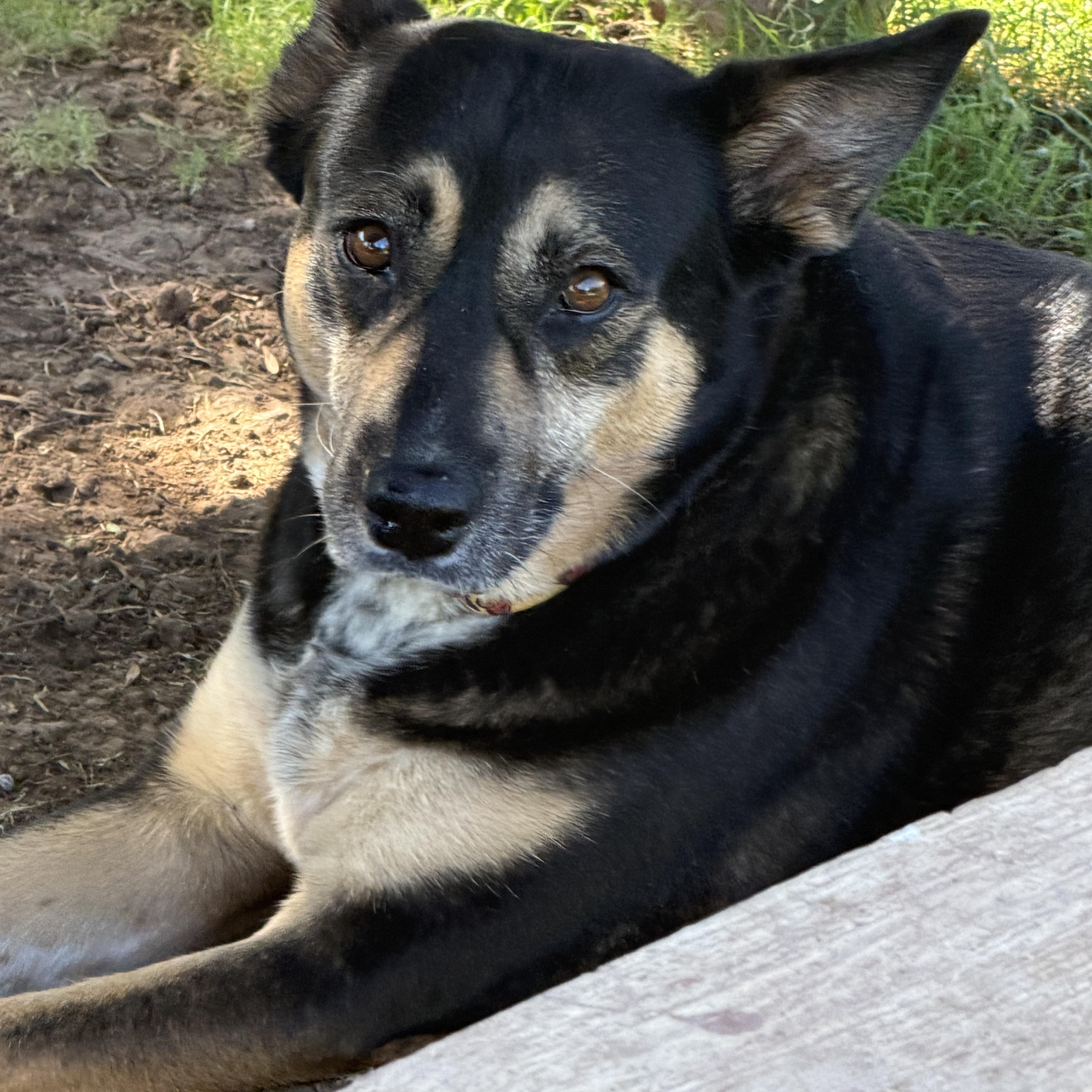 Hana, a ADOPTABLE mixed breed in Gilbert, AZ image 1/6