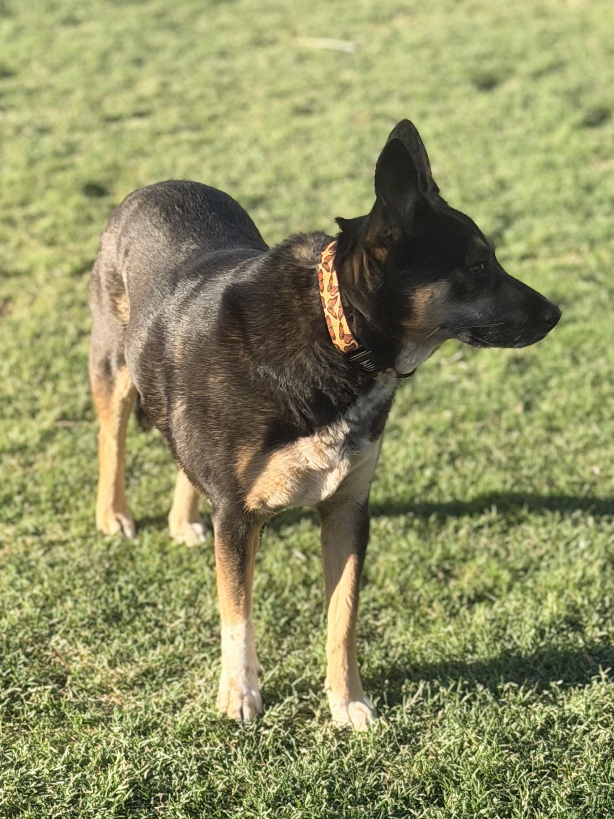 Hana, a ADOPTABLE mixed breed in Gilbert, AZ image 2/6