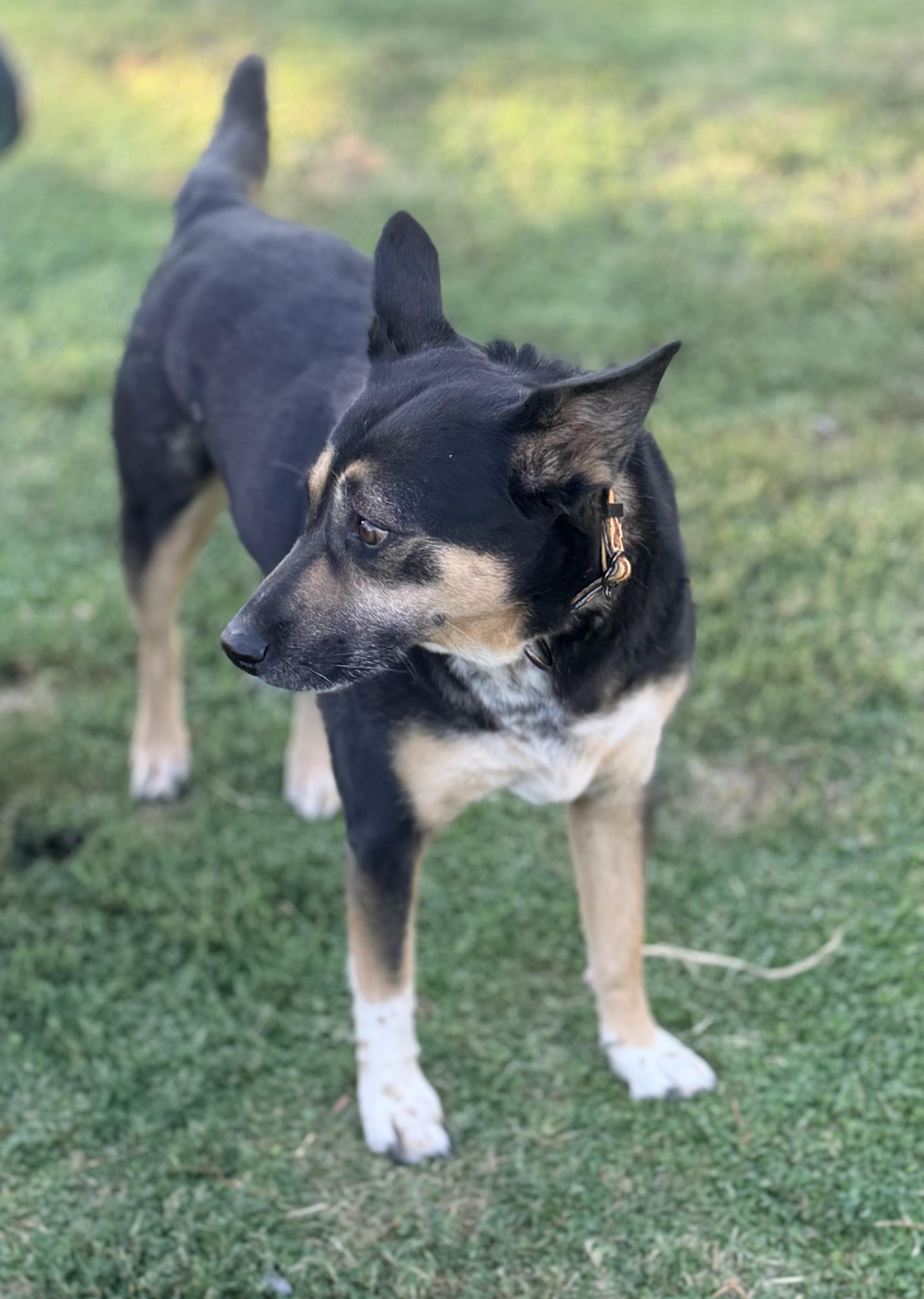 Hana, a ADOPTABLE mixed breed in Gilbert, AZ image 3/6