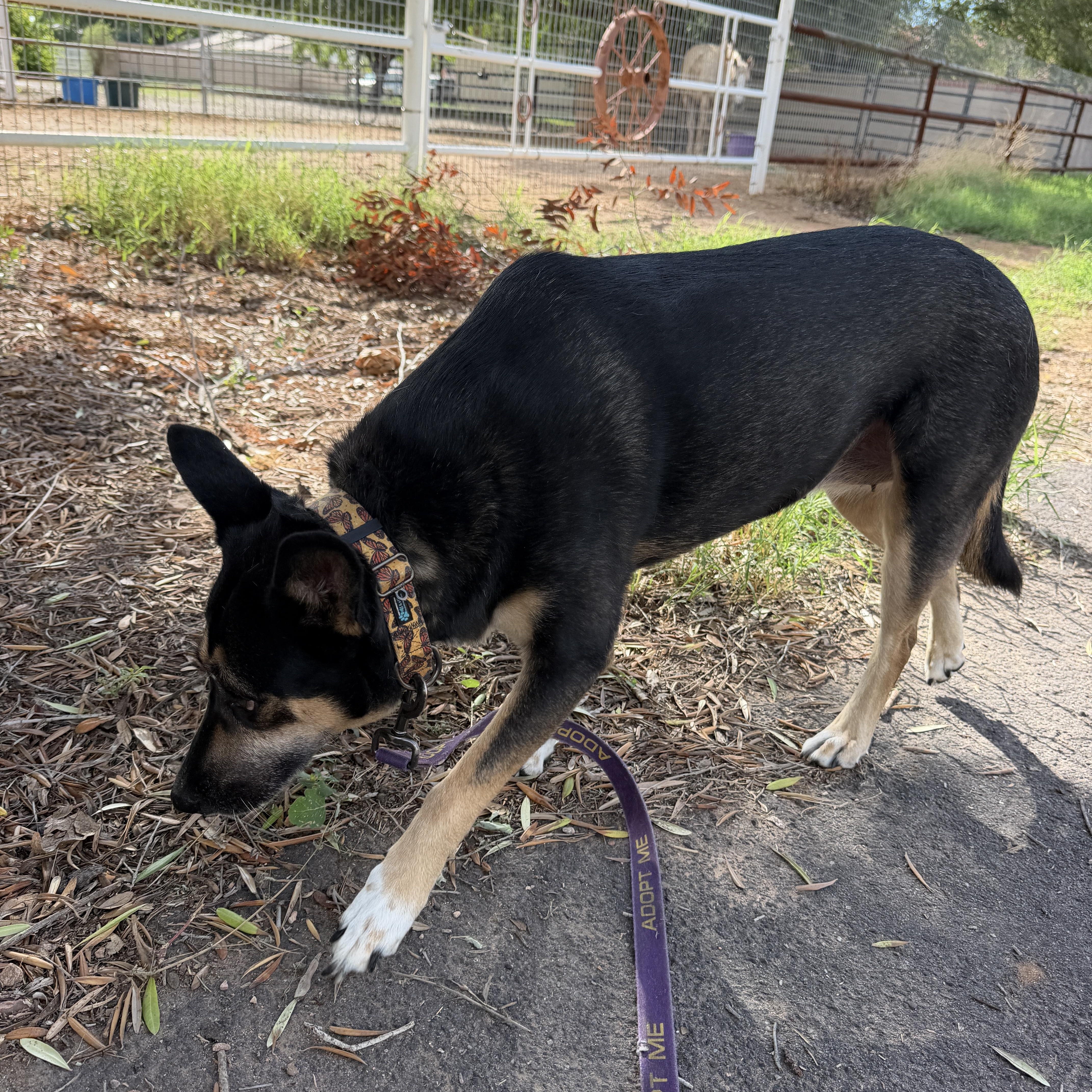 Enlarge Hana, a Adoptable mixed breed in Gilbert, AZ image 6/6