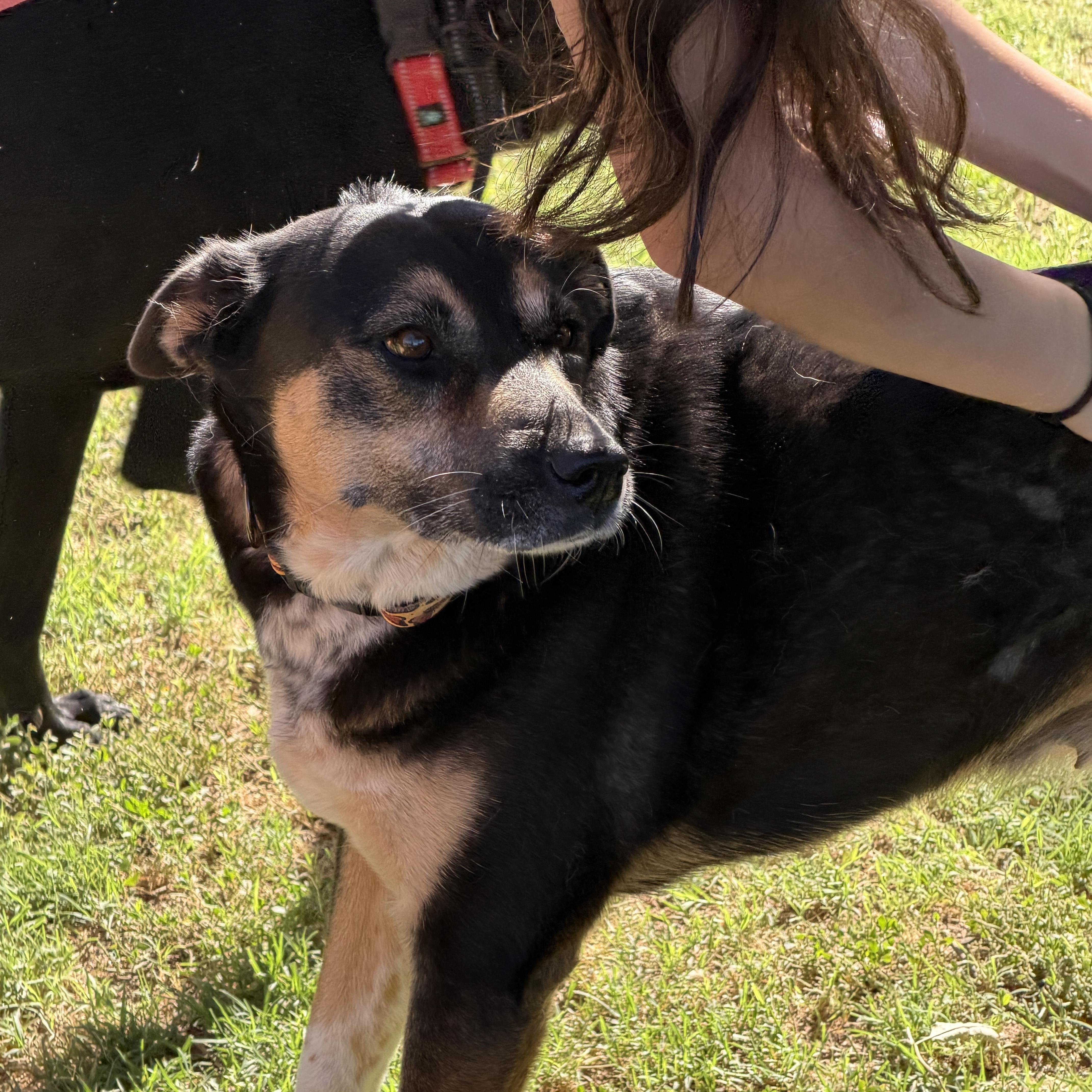 Hana, a ADOPTABLE mixed breed in Gilbert, AZ image 6/6