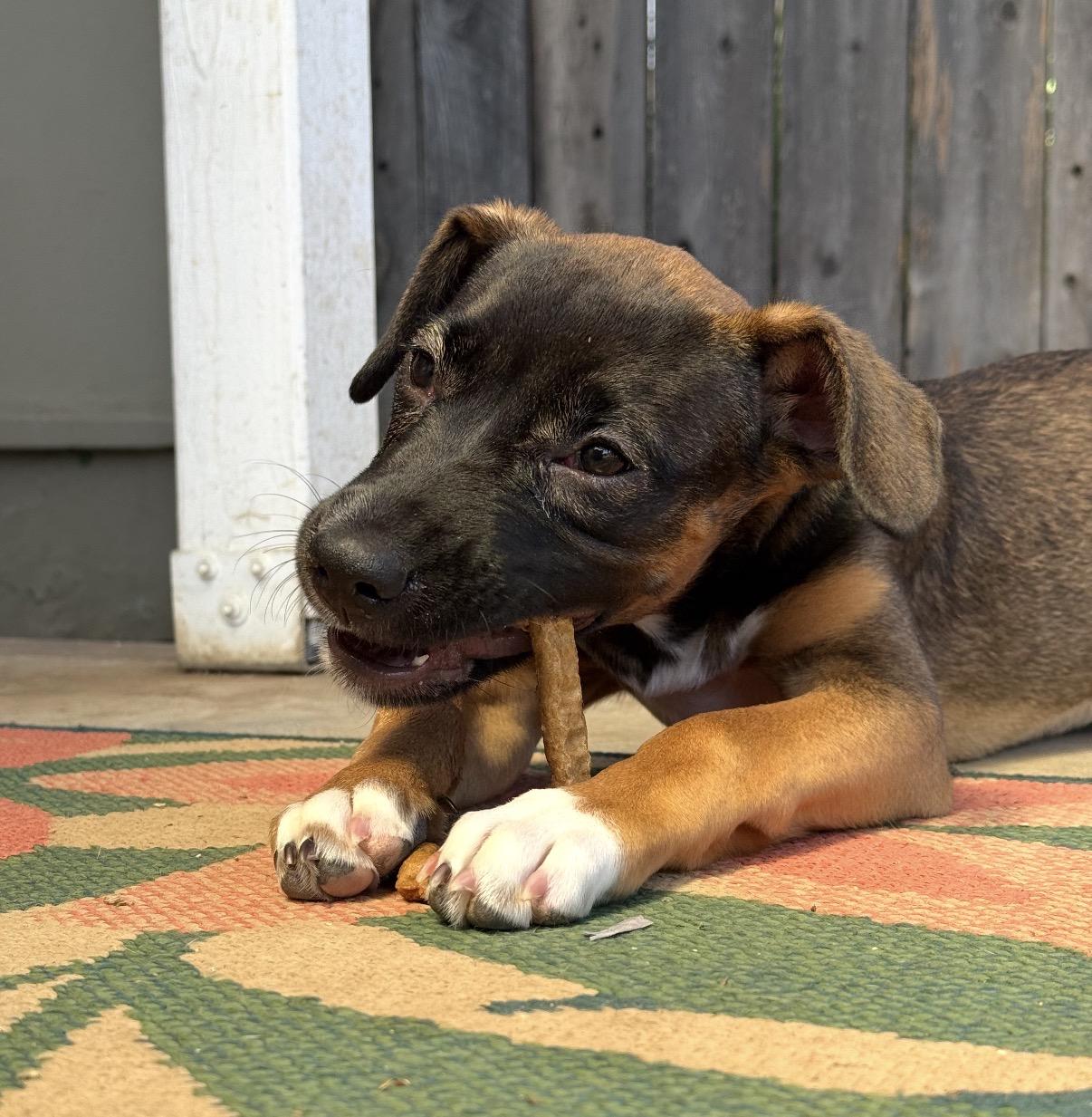 Millie, an adopted mixed breed in Vista , CA image 4/4