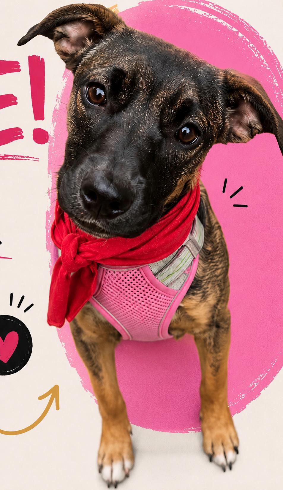 Millie, adopted, Young Female German Shepherd Dog & Patterdale Terrier / Fell Terrier.