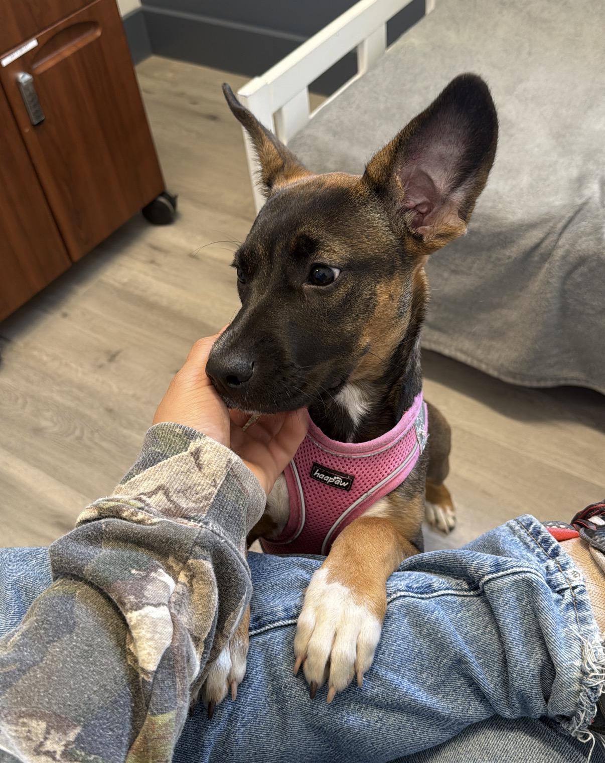 Millie, an adopted mixed breed in Vista , CA image 3/4
