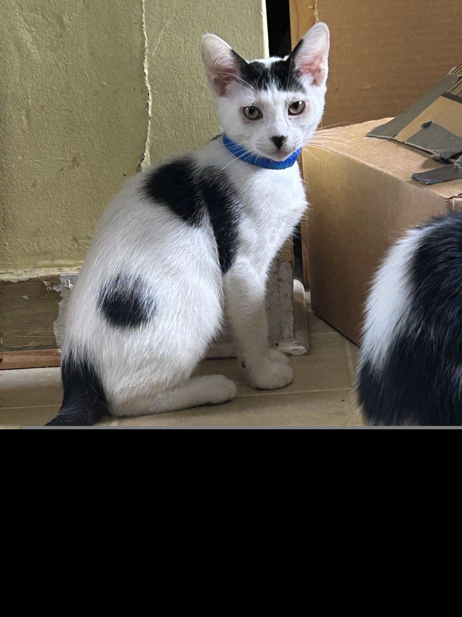 Watusi, Adoptable, Kitten Male Domestic Short Hair.