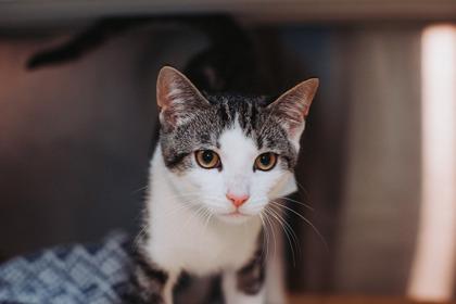 89441a Moe- PetSmart James Island, Adoptable, Adult Male Domestic Short Hair & Domestic Short Hair.