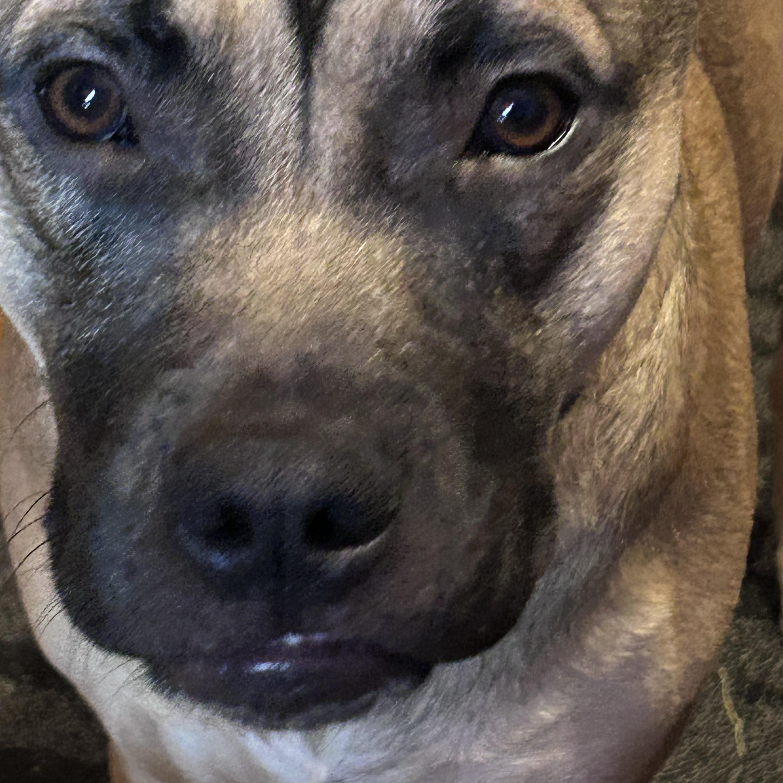 Enlarge Zues, an adopted mixed breed in Wadsworth, OH image 3/3