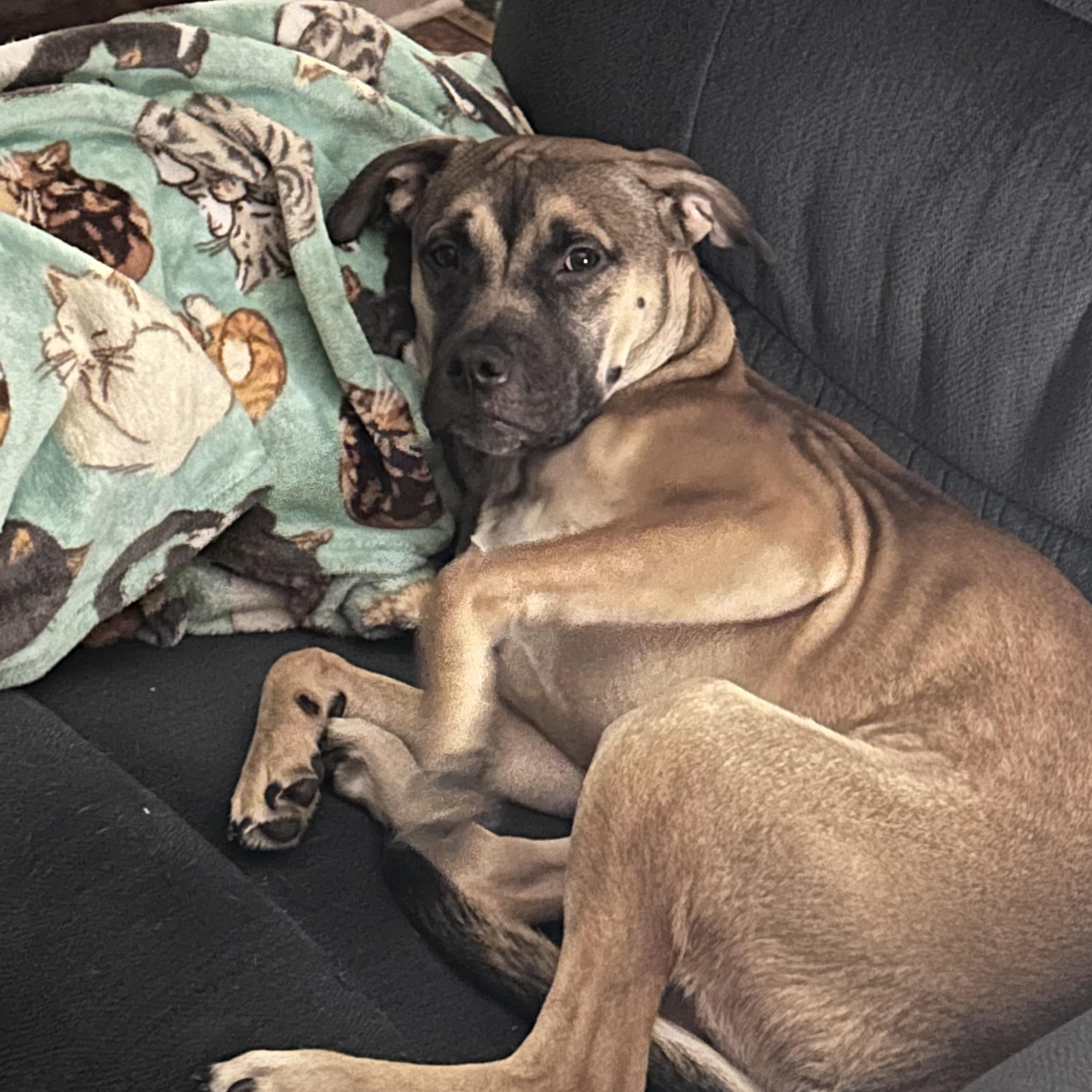 Enlarge Zues, an adopted mixed breed in Wadsworth, OH image 2/3