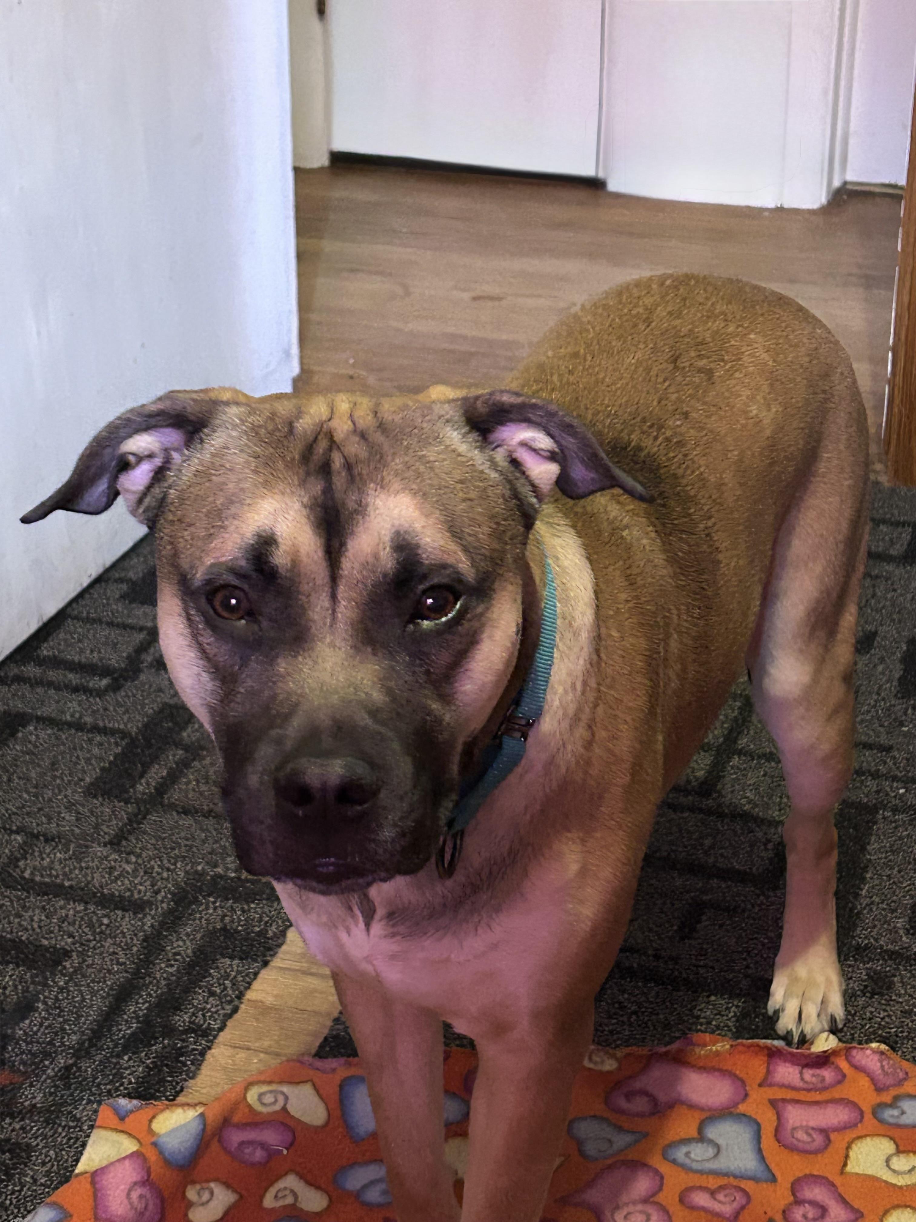 Enlarge Zues, an adopted mixed breed in Wadsworth, OH image 1/3