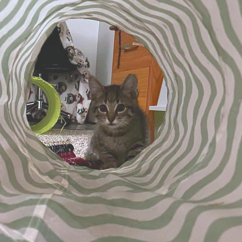 Malibu, Adoptable, Kitten Female Domestic Short Hair.