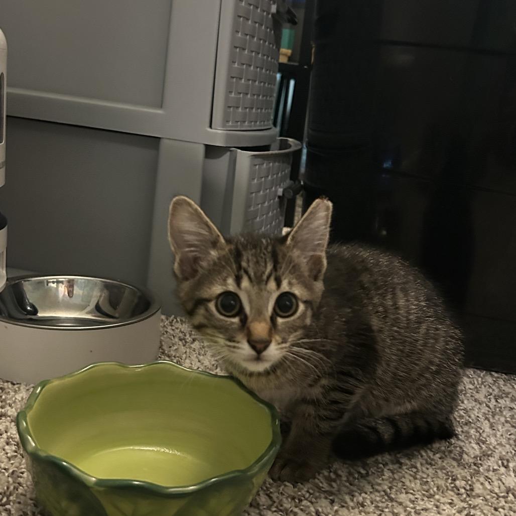 Enlarge Malibu, a Adoptable Domestic Short Hair in West Olive, MI image 2/6