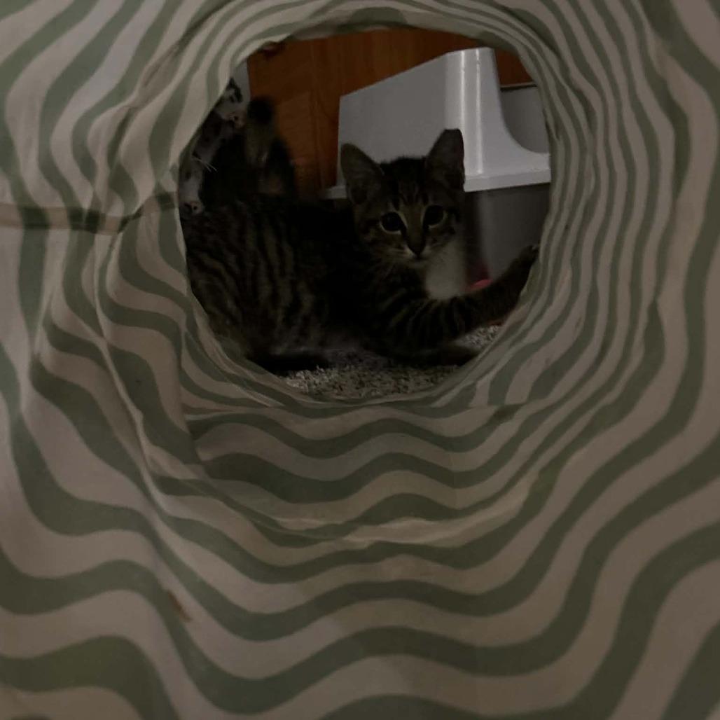 Enlarge Malibu, a Adoptable Domestic Short Hair in West Olive, MI image 3/6