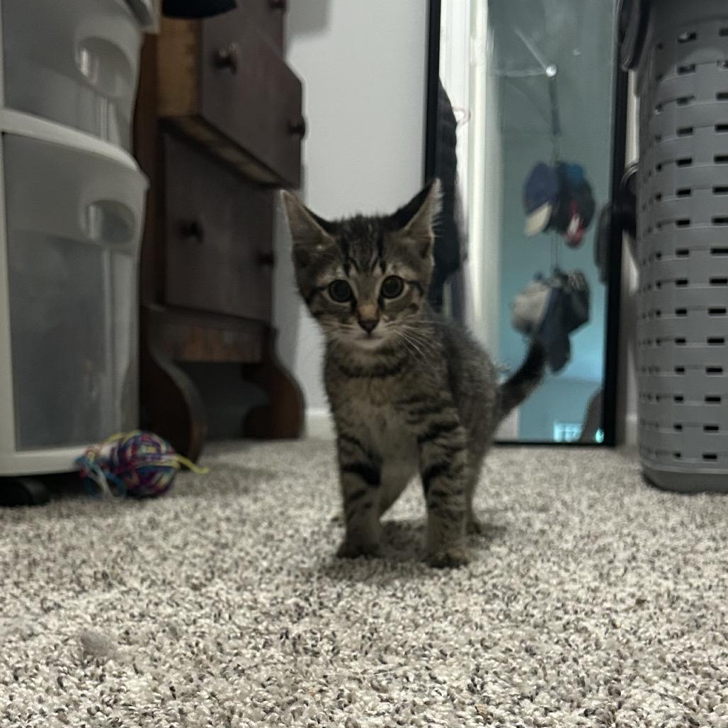 Enlarge Malibu, a Adoptable Domestic Short Hair in West Olive, MI image 5/6
