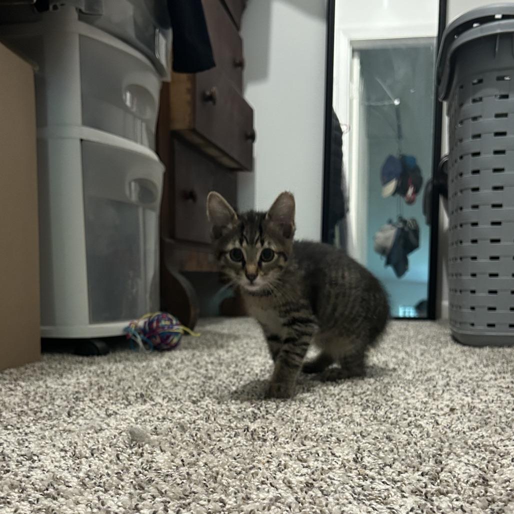 Enlarge Malibu, a Adoptable Domestic Short Hair in West Olive, MI image 6/6