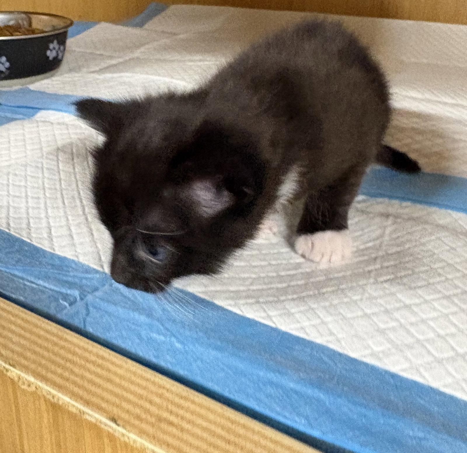 Enlarge Abby, a Adoptable Domestic Short Hair in White Bluff, TN image 1/1
